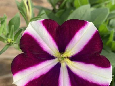 floressonoda-petunia-amore-FLUTTERING-HEART1