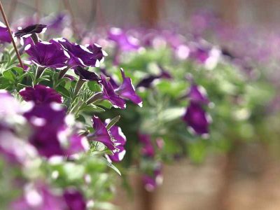 floressonoda-petunia-amore-glacier-sky3