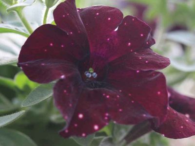 floressonoda-petunia-lighting-sky1