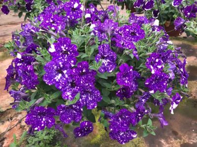 floressonoda-petunia-night-sky5