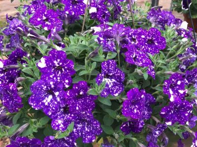 floressonoda-petunia-night-sky6