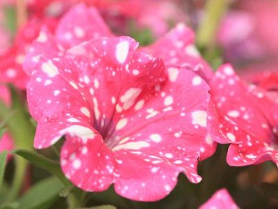 floressonoda-petunia-pink-sky1