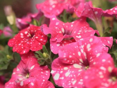 floressonoda-petunia-pink-sky2