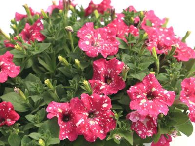 floressonoda-petunia-pink-sky3