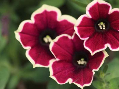 floressonoda-petunia-rim-magenta1