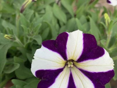 PETUNIA-PURPLE